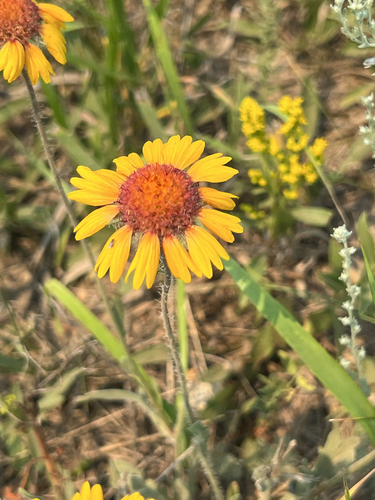 great blanketflower