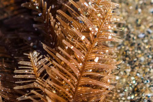 photo of Ostrich-plume Hydroids (Aglaophenia)