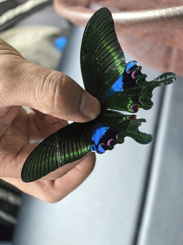 Blue Peacock Swallowtail