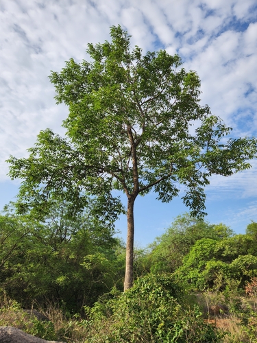 Stereospermum colais observed 2026-07-26
