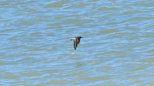 iNaturalist image