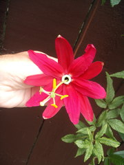 Passiflora antioquiensis