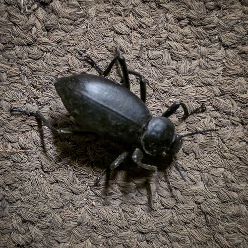 iNaturalist observation photo of Dentate Stink Beetle