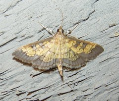 Diacme elealis