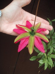 Passiflora antioquiensis