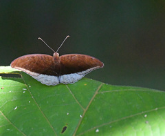 Tanaecia