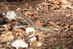 Aspidoscelis angusticeps