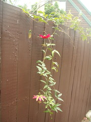 Passiflora antioquiensis