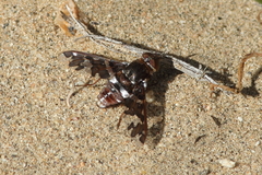 Exoprosopa caliptera