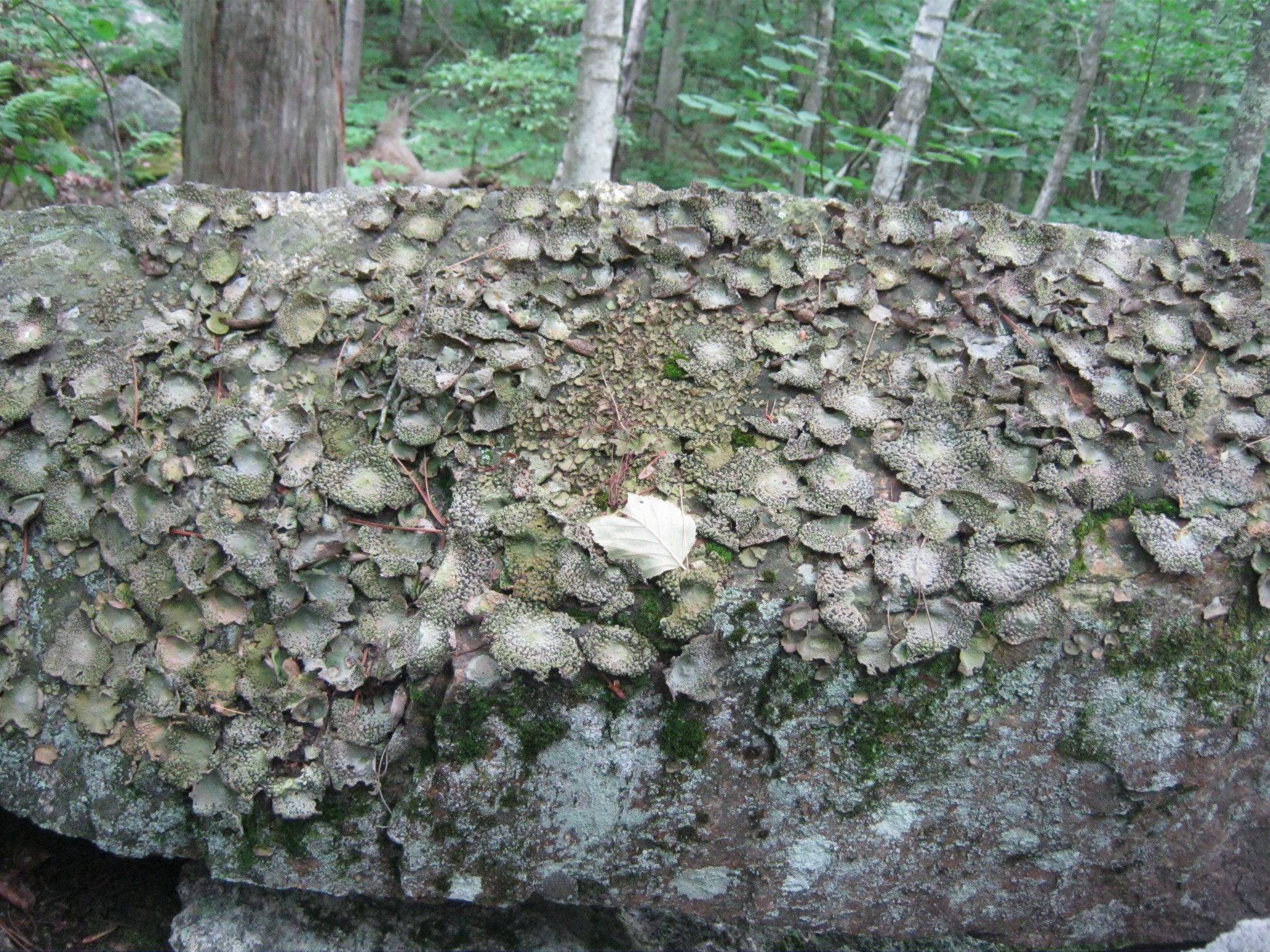 Lasallia papulosa image