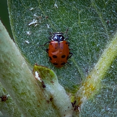 iNaturalist observation photo of Convergent Lady Beetle