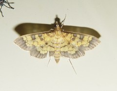 Diacme elealis