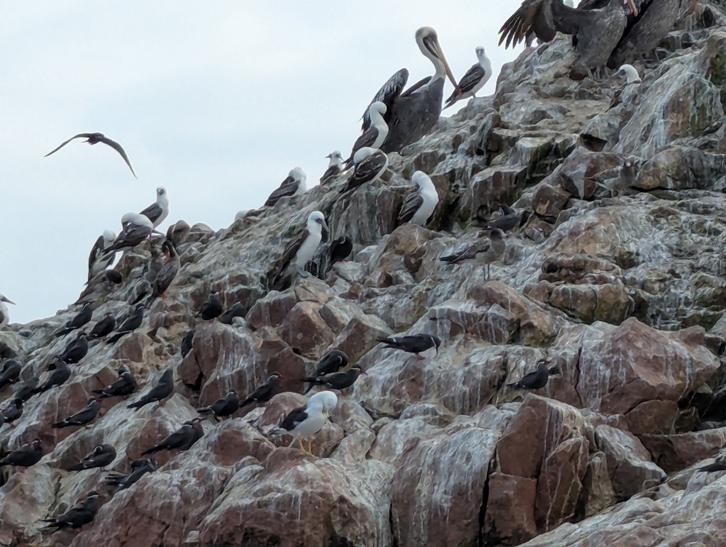 Seabirds on a rocky island slope, with Peruvian boobies among larger birds