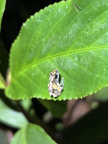 Marbled Rain Frog, Pristimantis ventrimarmoratus