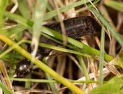 Ocypus aeneocephalus