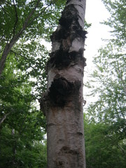 Inonotus obliquus sterilis