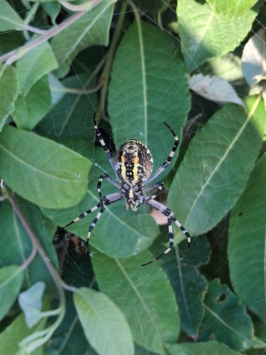 Wasp spider