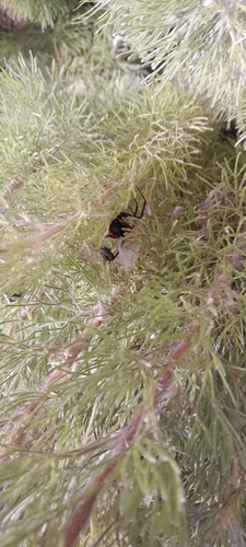 Redback Spider