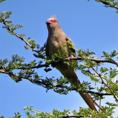 Urocolius indicus transvaalensis