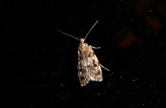 Barea exarcha