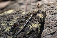 Cryptoblepharus virgatus
