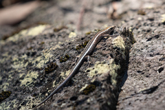 Cryptoblepharus virgatus