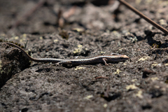 Cryptoblepharus virgatus