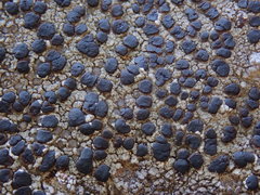 Protoparmelia