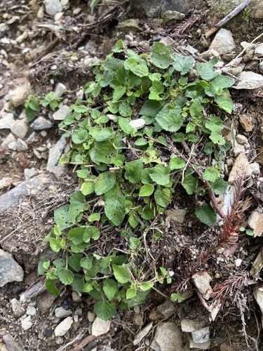 Viola diffusa, 2026-07-28