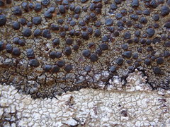 Protoparmelia