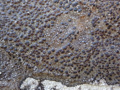 Protoparmelia