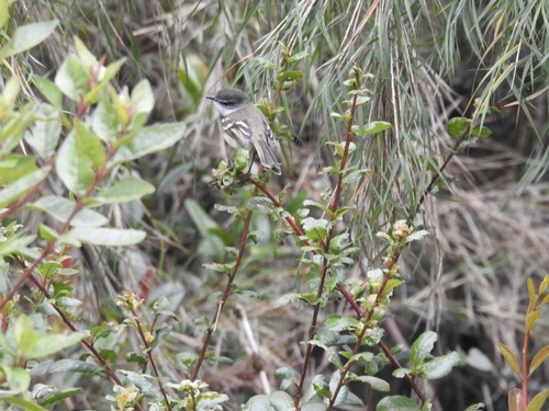 White-throated Tyrannulet (Mecocerculus leucophrys), photo 6
