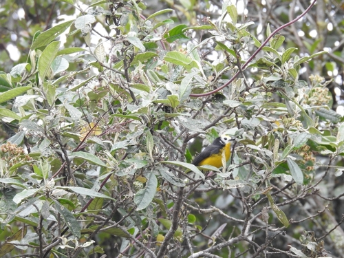 Golden-fronted Whitestart (Myioborus ornatus), photo 5