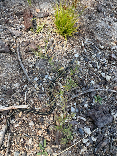 iNaturalist observation photo of Mountain Garter Snake
