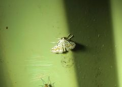 Parapoynx dentizonalis