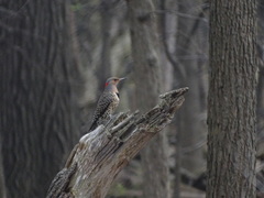 Colaptes auratus auratus
