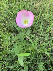 Oenothera speciosa