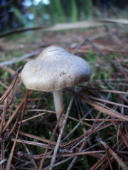 Inocybe sindonia