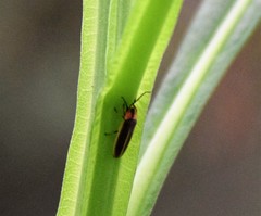 Pyractomena punctiventris