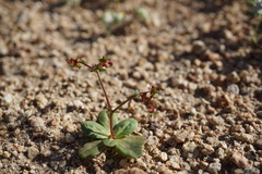 Centrostegia thurberi