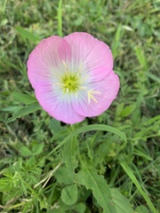 Oenothera speciosa