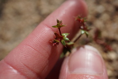 Centrostegia thurberi