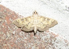 Diacme elealis