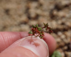 Centrostegia thurberi