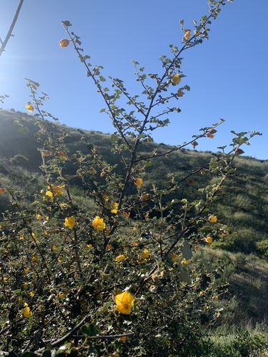 Fremontodendron mexicanum, photograph 3