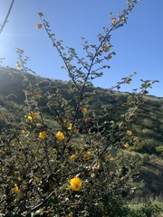 Fremontodendron mexicanum