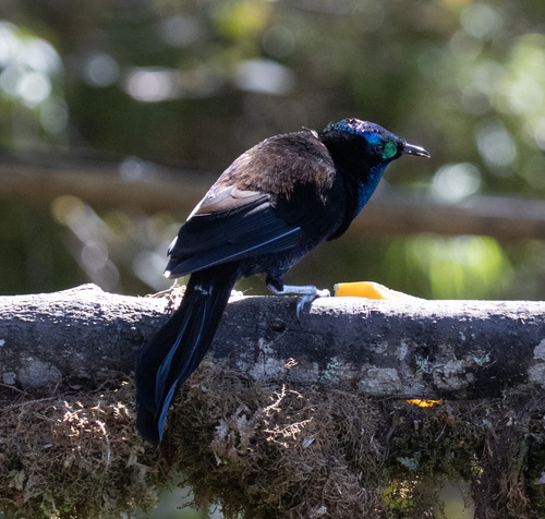 Astrapia stephaniae observed 2026-06-17