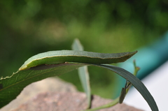 Crypsiphona ocultaria