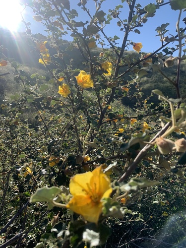 Fremontodendron mexicanum, photograph 4