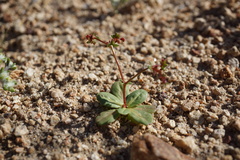 Centrostegia thurberi
